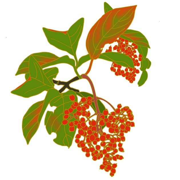 Kalina vonná - Viburnum Odoratissimum - červené plody